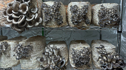 Mushroom grown with Raybo bags