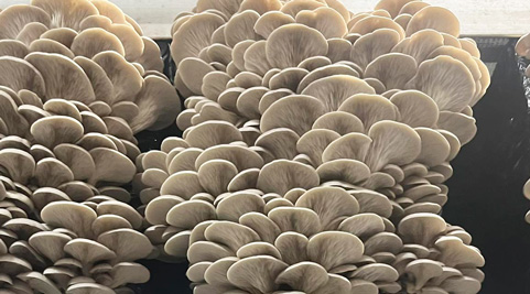 Mushroom grown with Raybo bags