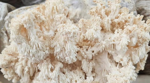 Mushroom grown with Raybo bags