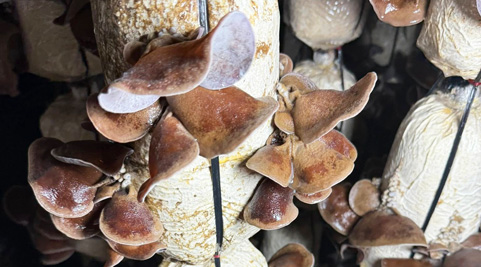 Mushroom grown with Raybo bags