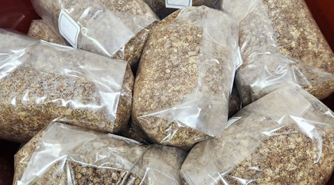 Mushroom grown with Raybo bags