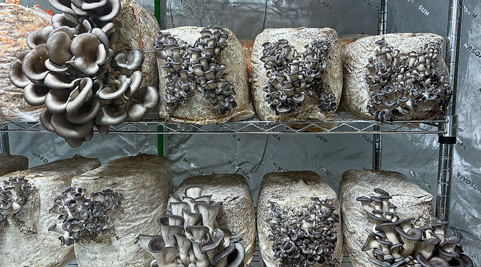 Mushroom grown with Raybo bags