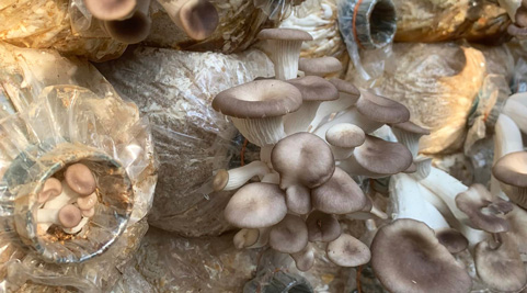 Mushroom grown with Raybo bags