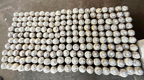 Mushroom grown with Raybo bags