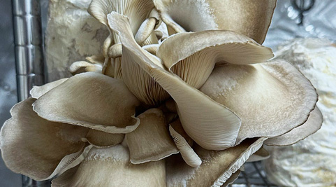 Mushroom grown with Raybo bags