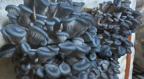 Mushroom grown with Raybo bags