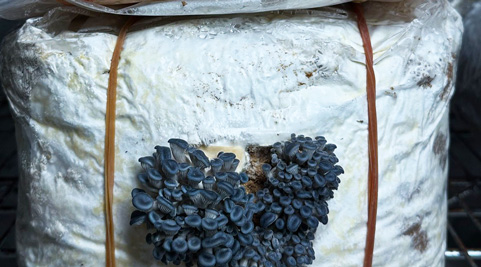 Mushroom grown with Raybo bags