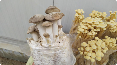 Mushroom grown with Raybo bags