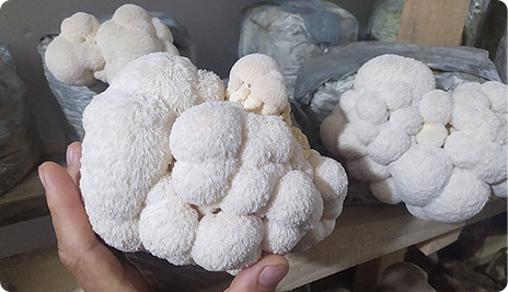 Mushroom grown with Raybo bags