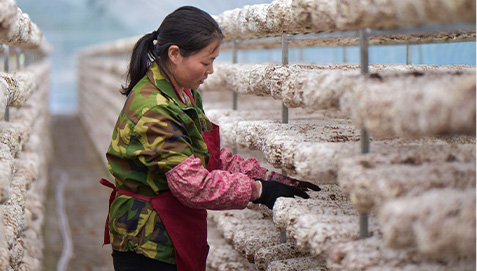 Large-scale Commercial Mushroom Farms