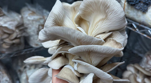 Mushroom grown with Raybo bags