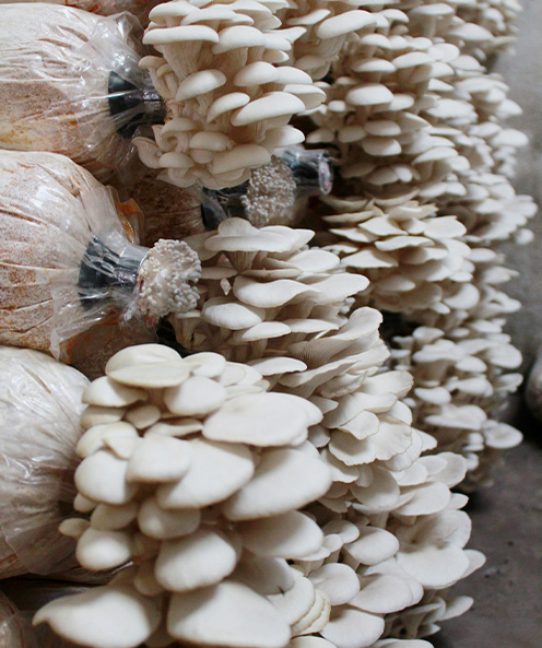 Mushroom SpawnSubstrate Factories