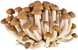 Oyster Mushroom Detail