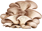 Oyster Mushroom Detail