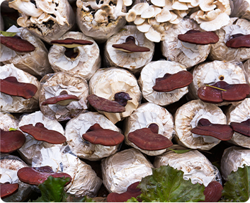 Raybo Customer of Mushroom Grow Bags