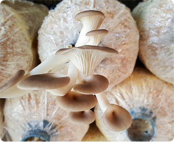 Raybo Customer of Mushroom Grow Bags