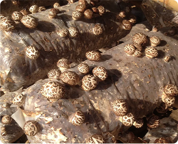 Raybo Customer of Mushroom Grow Bags