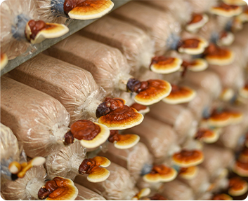 Raybo Customer of Mushroom Grow Bags