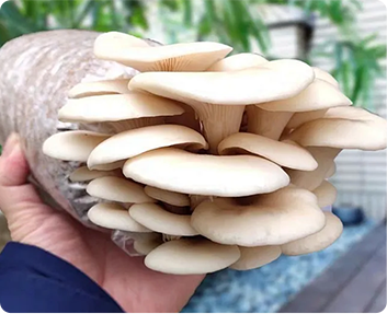 Raybo Customer of Mushroom Grow Bags