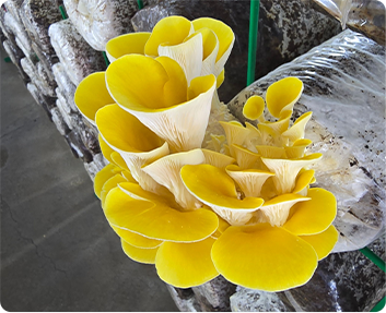 Raybo Customer of Mushroom Grow Bags