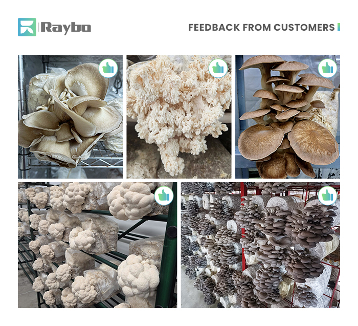 Mushroom Bags With Filter