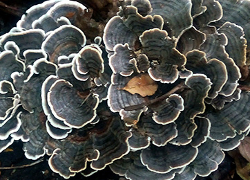 Polystictus Versicolor