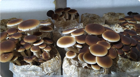 Mushroom grown with Raybo bags