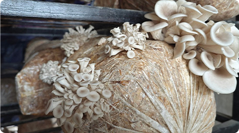 Mushroom grown with Raybo bags