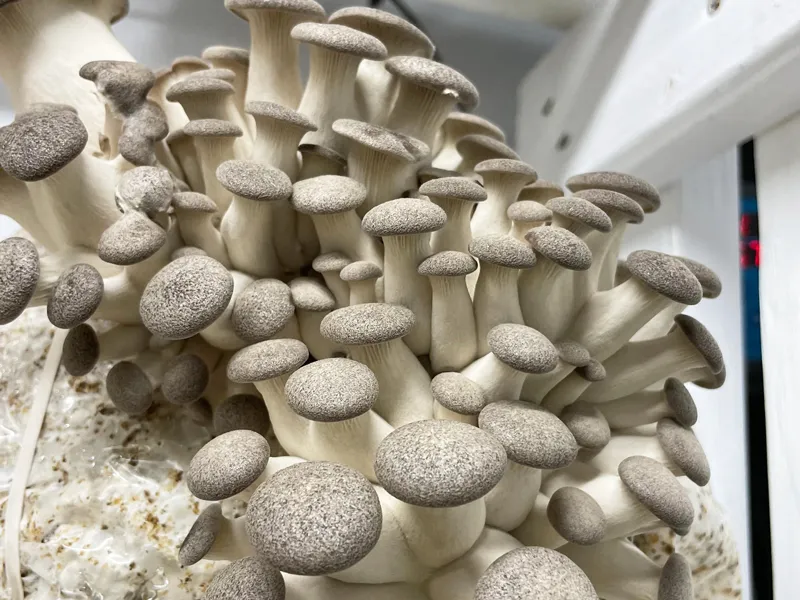 Black Pearl King Oyster Mushroom