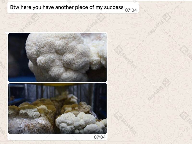 Good Reviews of Oyster Mushroom Grow Bags from Czech Customers