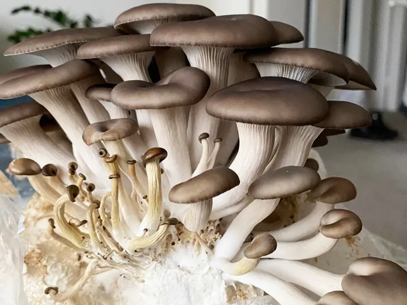 Phoenix Oyster Mushroom