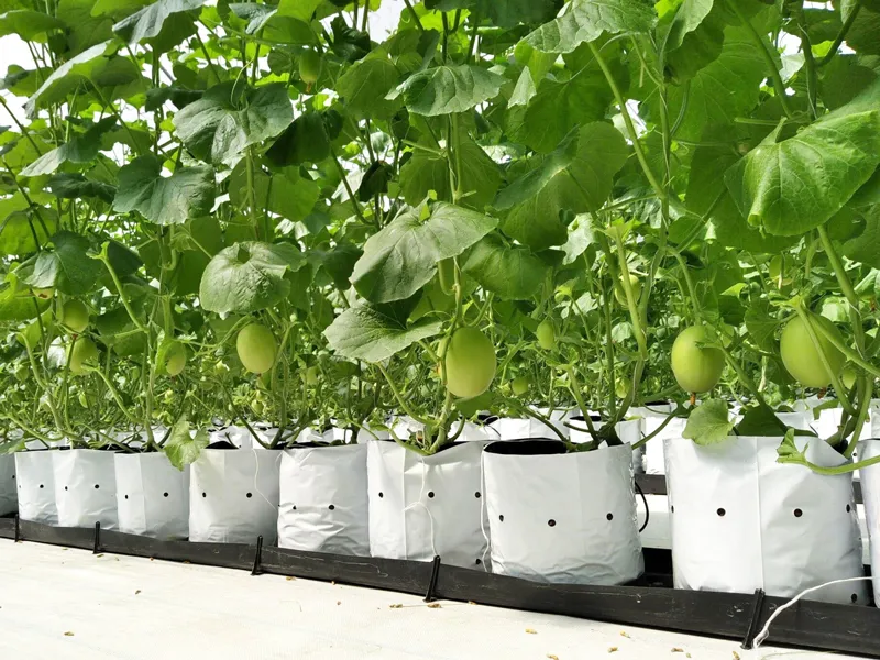 Raybo Polythene Bag For Plant