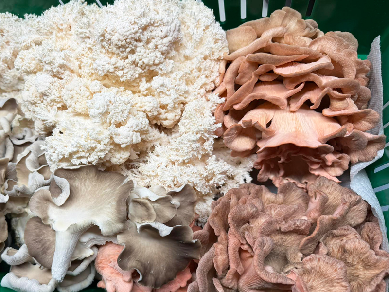 Reviews of Raybo Bags