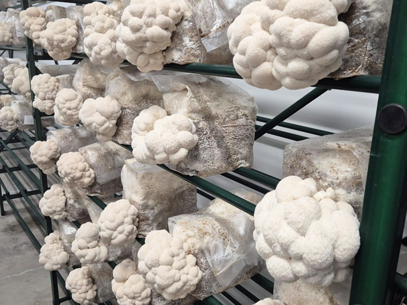 Reviews of Raybo Bags