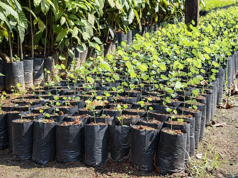 Raybo Nursery Plant Poly Bag
