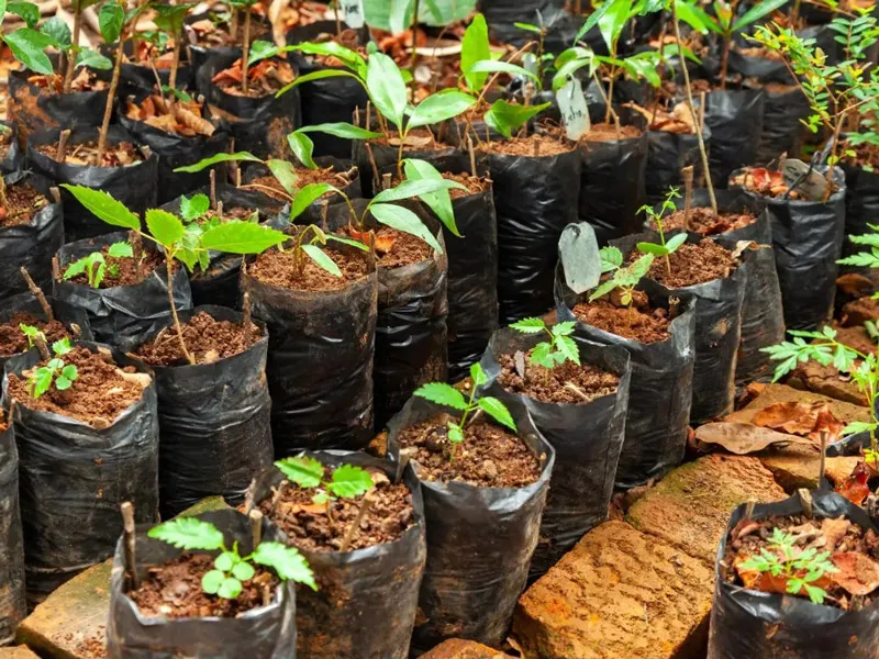 Raybo Polybag For Plants Nursery