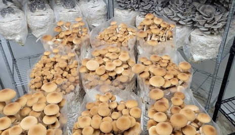 Mushroom grown with Raybo bags