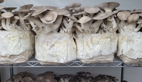 Mushroom grown with Raybo bags