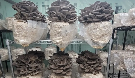 Mushroom grown with Raybo bags