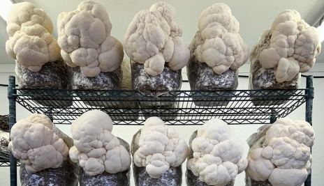 Mushroom grown with Raybo bags