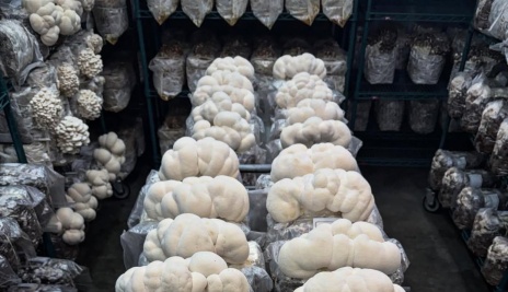 Mushroom grown with Raybo bags