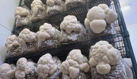 Mushroom grown with Raybo bags