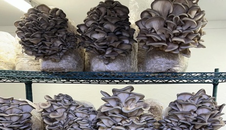 Mushroom grown with Raybo bags