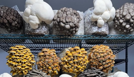 Mushroom grown with Raybo bags